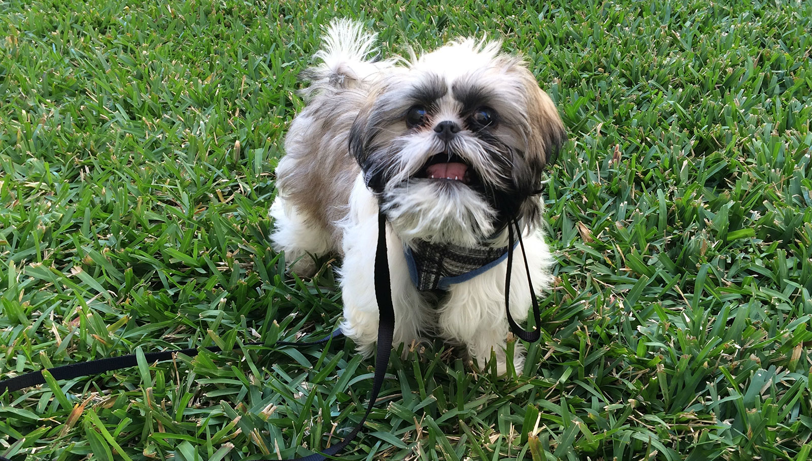 Shih Tzu pup loves to play on owner's bed AOL Features