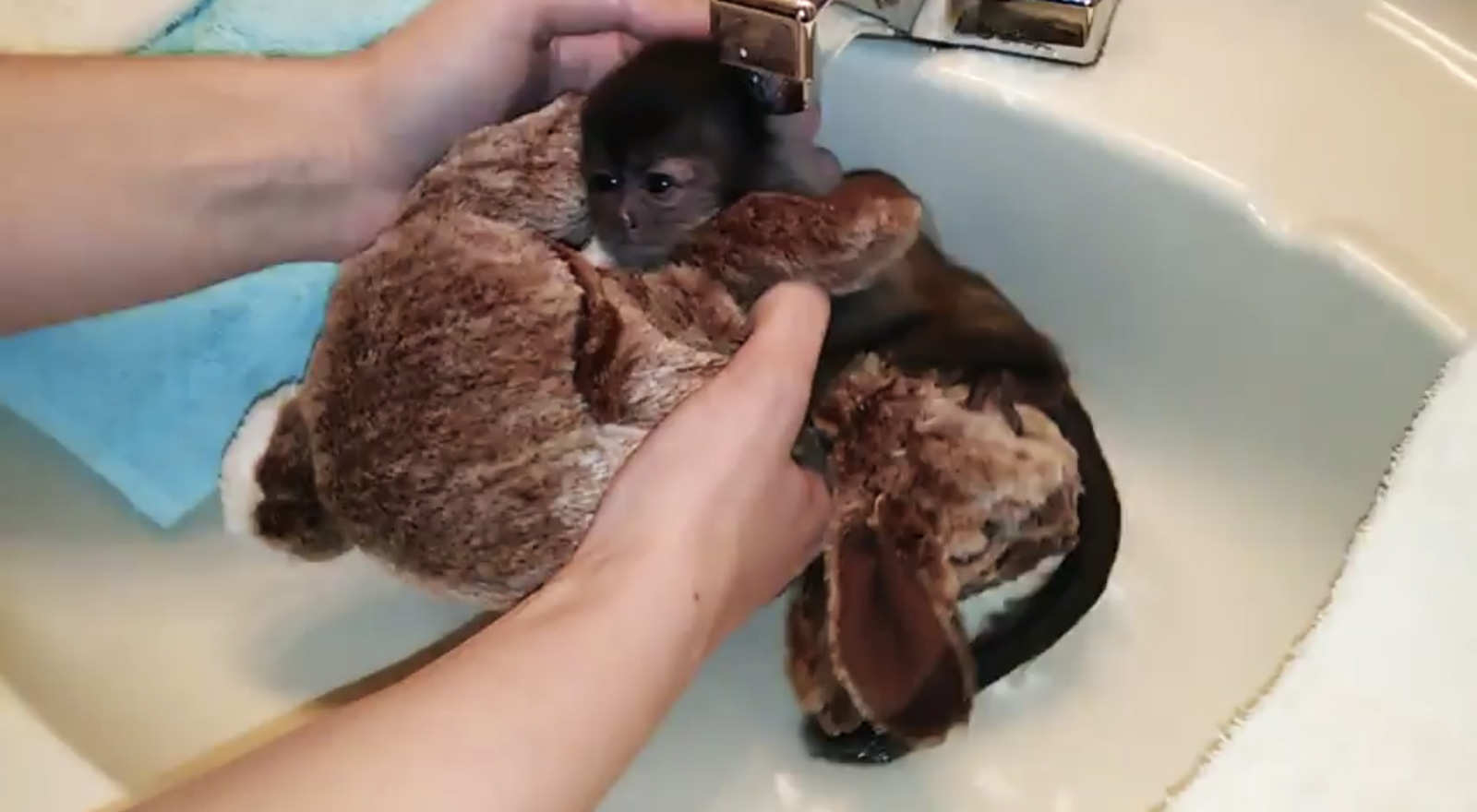 Baby monkey takes her first bath AOL Features