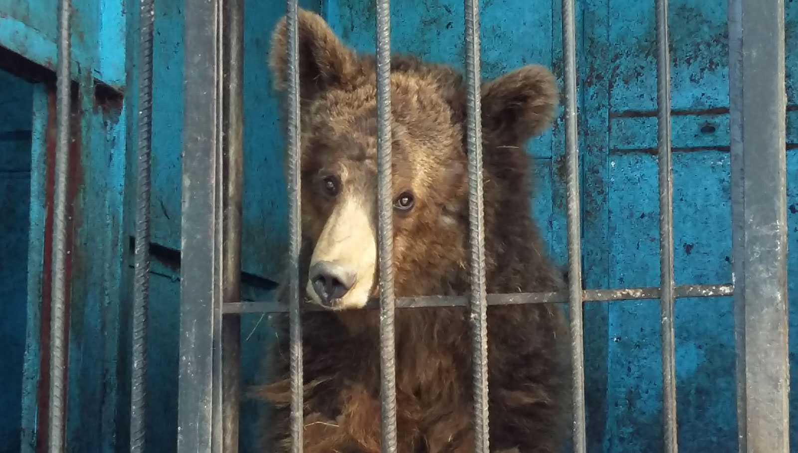 Elderly Couple Steps In To Help Abandoned Animals At The world s 