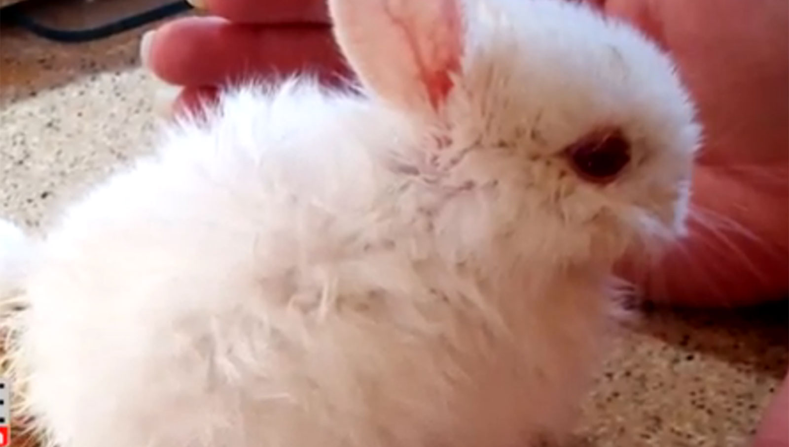 bunny sock wheelchair paralyzed bunny gets a truly changing gift aol features bunny sock wheelchair paralyzed bunny gets a truly changing gift aol features