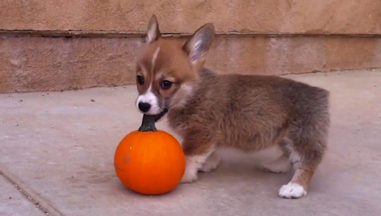 Most adorable viral animal videos of 2014 | AOL Features