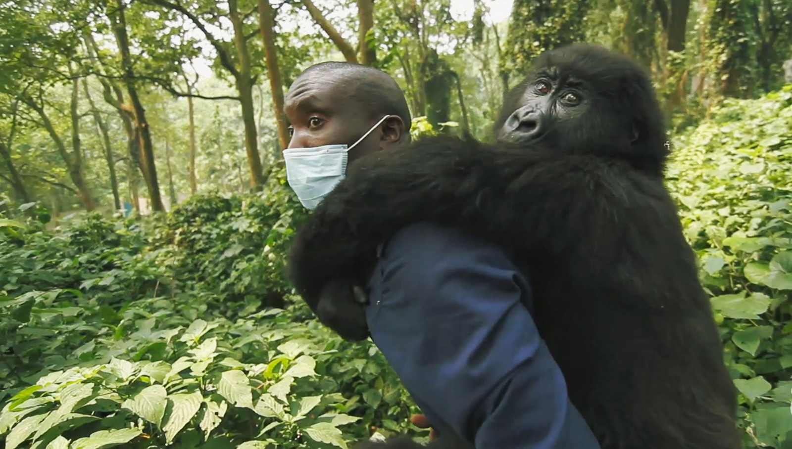 Park ranger struggles to protect gorillas from brutal civil war AOL
