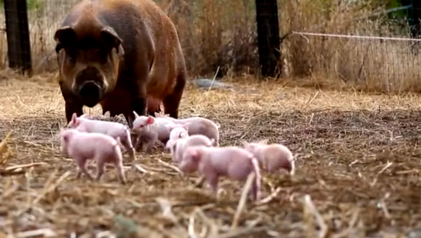 Pig Gives Birth To Piglets After Incredible Escape From Truck Headed To 