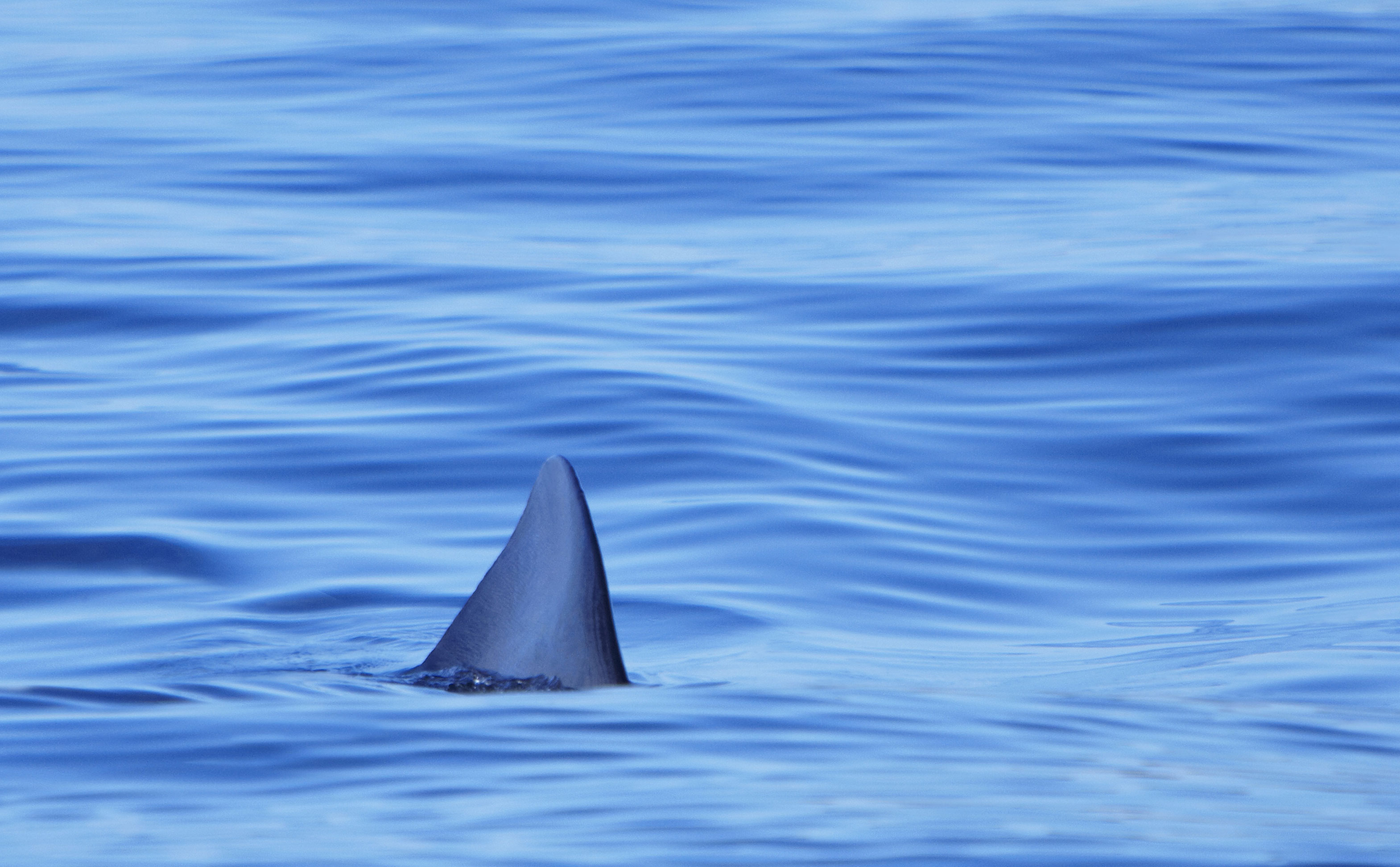 Fisherman catches rare (& ugly) goblin shark | AOL Features