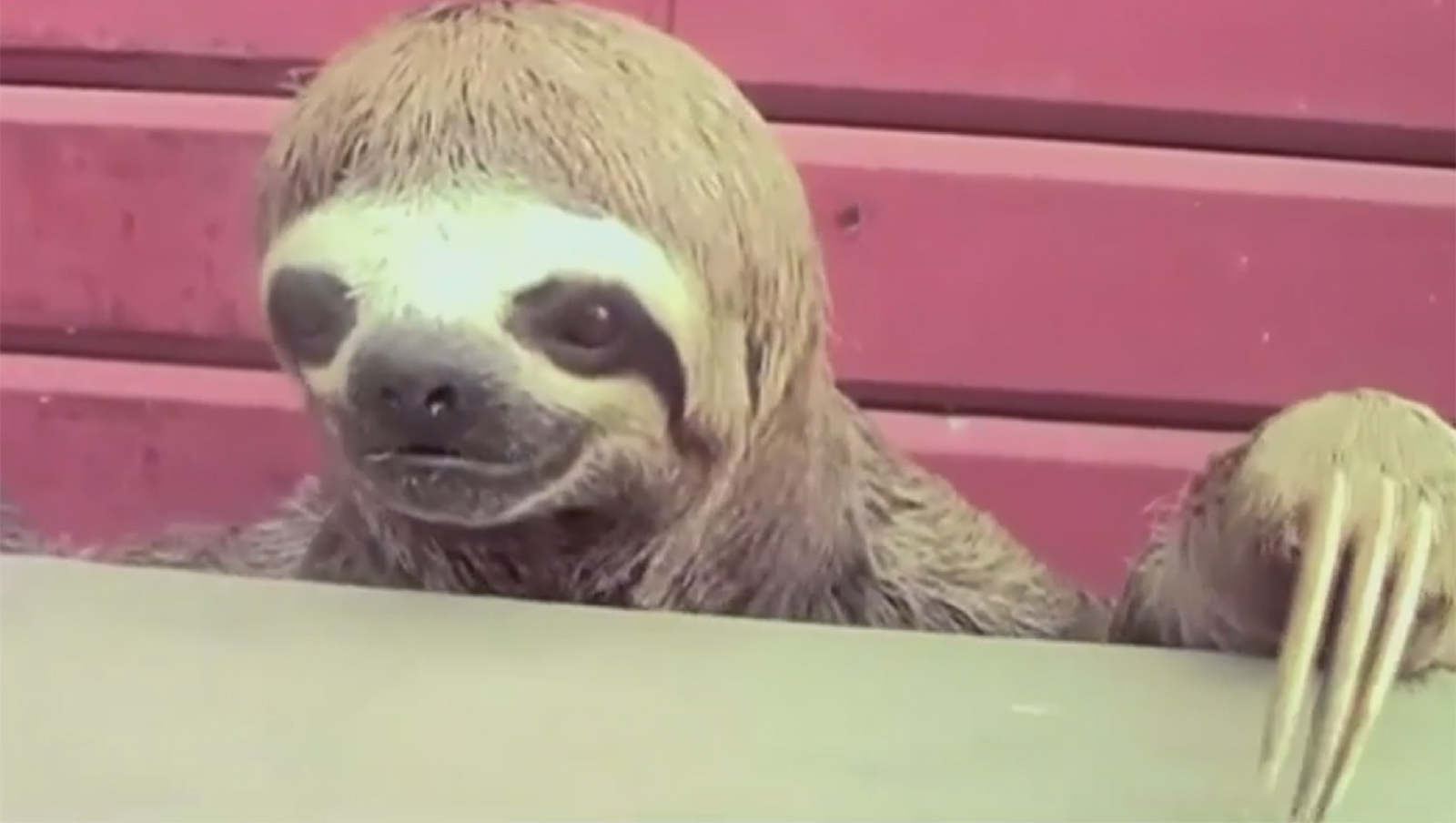 Endangered sloth turns up in a very unexpected place | AOL Features